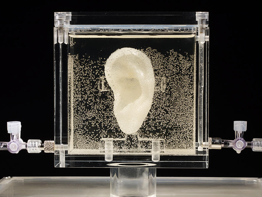 3D打印耳朵